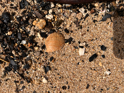 Antigona reticulata observed 2026-06-05