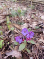 Pulmonaria obscura