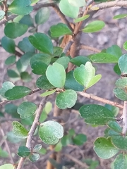 Myrsine aquilonia