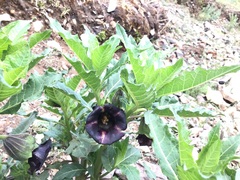 Anisodus tanguticus, photograph 王天明, CC BY, iNaturalist via GBIF