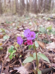 Pulmonaria obscura