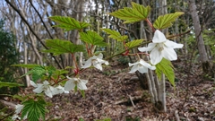 Rubus palmatus coptophyllus