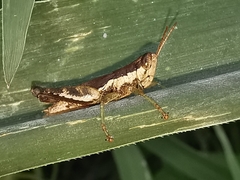 Pseudoxya