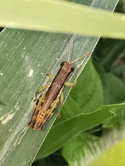 Pseudoxya