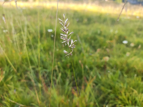 Koeleria pyramidata, 2026-07-11