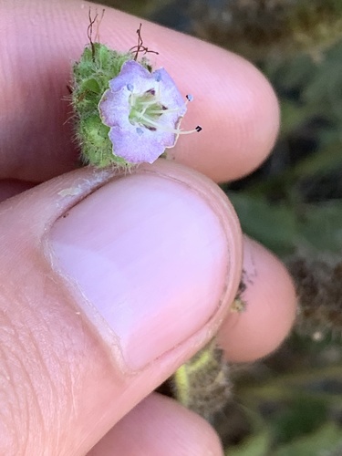 branching phacelia