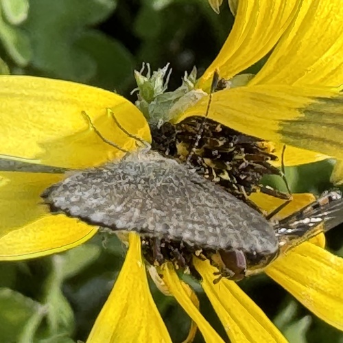 Lesser Grass Blue