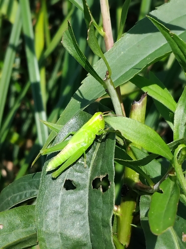 Leek Grasshopper, Gogolin, Polska, photo 8 of 10