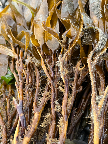 Lessonia variegata, 2026-07-11