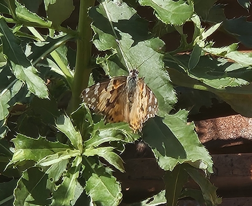Painted Lady