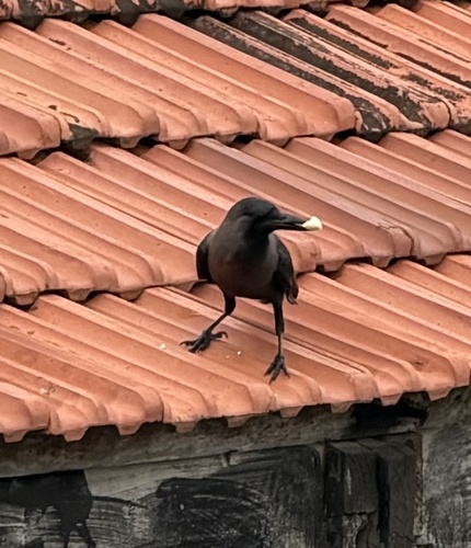 House Crow (Indian)