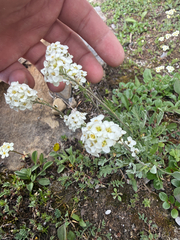 Smelowskia americana, photograph (c) Noah How, some rights reserved (CC BY)