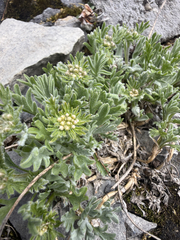 Smelowskia americana, photograph (c) Noah How, some rights reserved (CC BY)