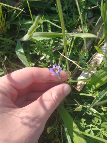 Sisyrinchium idahoense, photograph 2