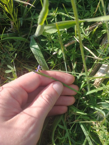 Sisyrinchium idahoense, photograph 3
