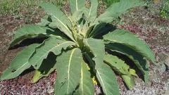 Verbascum speciosum