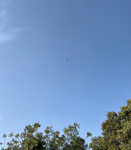 Booted Eagle