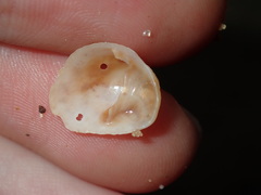 Bostrycapulus pritzkeri