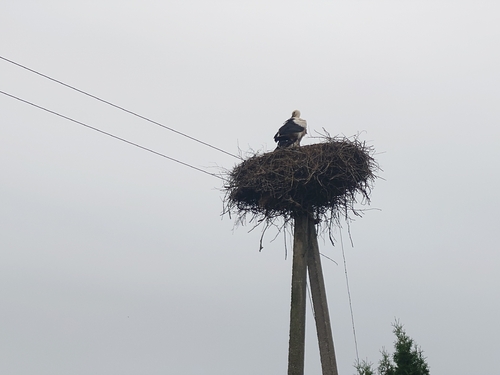 White Stork