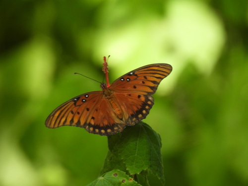 Featured image for “Gulf Fritillary”