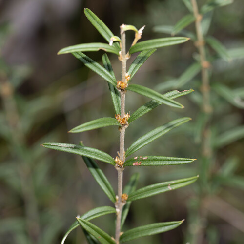 Oxylobium arborescens observed 2026-07-11