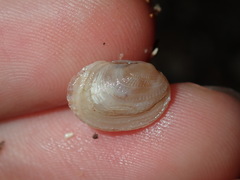 Irus crenatus