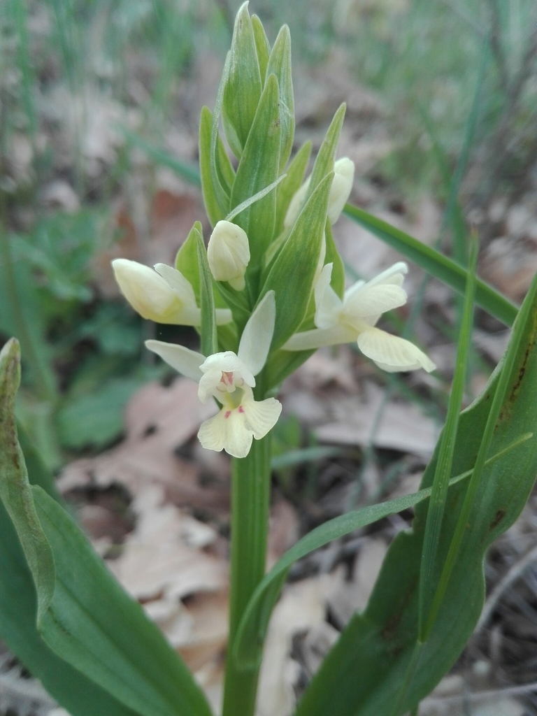 Dactylorhiza insularis (Sommier) Landwehr