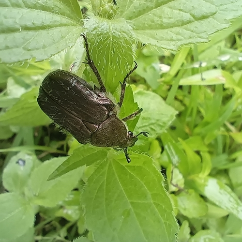 Cetonia magnifica