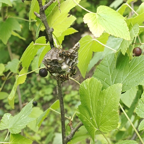 Polistes snelleni