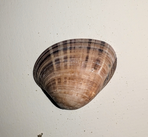 Notocallista observed 2026-07-11