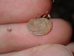 Irus crenatus