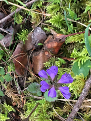 Veronica regina-nivalis