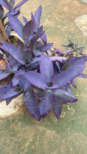 Purple Heart