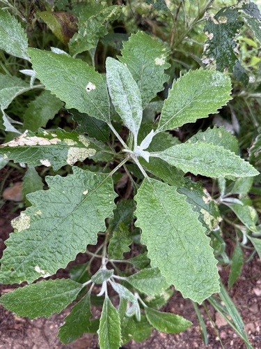 pale groundsel
