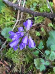 Veronica regina-nivalis