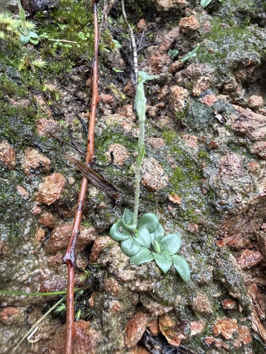 dwarf greenhood