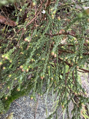 Narrow-leaf Wax Flower