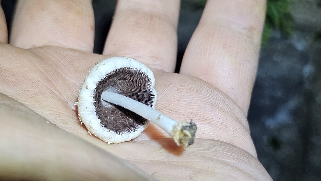 Firerug Inkcap