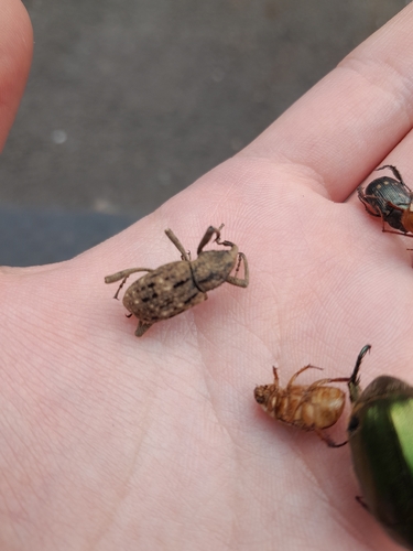 Sipalinus gigas