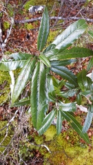 Olearia arborescens × lacunosa