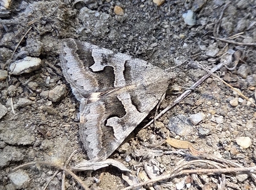 Drasteria caucasica
