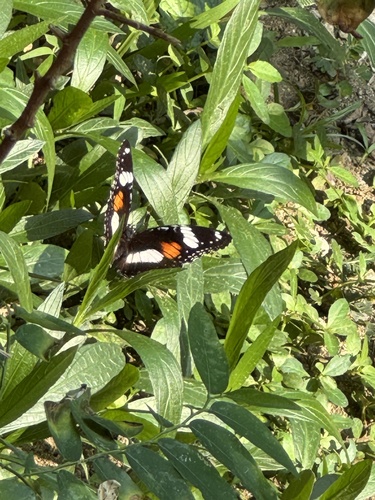 Great Eggfly