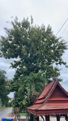 Teak