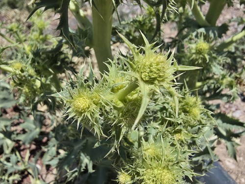 Field Eryngo