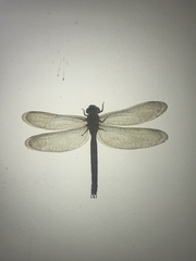 Gynacantha dravida