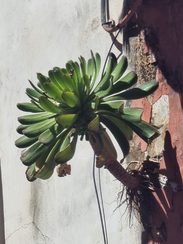Aeonium urbicum