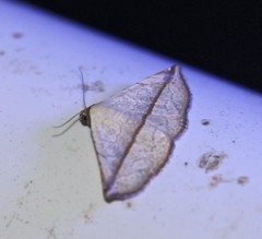 Eublemma perversicolor