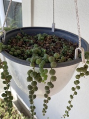 Curio rowleyanus