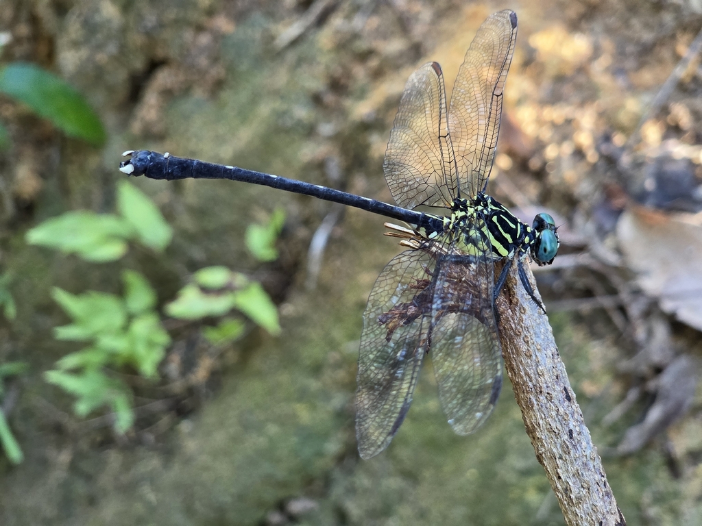 Hong Kong Clubtail