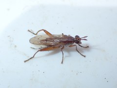 Sepedon spinipes